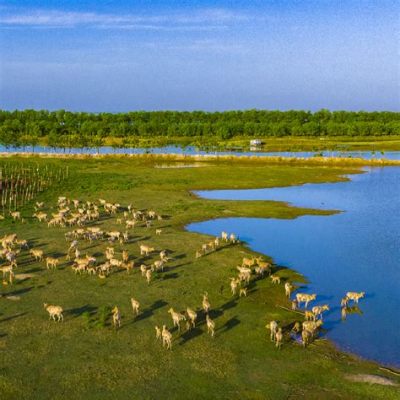  大丰麋鹿自然保护区、広大な湿地と貴重な野生生物の楽園！